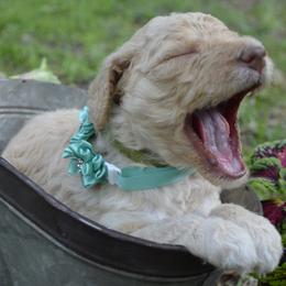 Light Green - Female - Fawn and white Sheepadoodle puppy in Hollywood, South Carolina from Pam’s Sheepadoodle’s