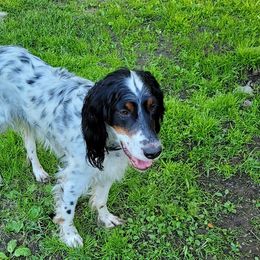 English Setters from Kay's English Setters