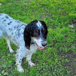 English Setters from Kay's English Setters