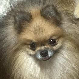 Twinkie - Pomeranian