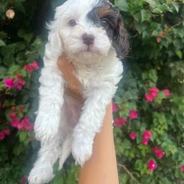 Cookie - Tri-color female Cavapoo puppy in Gilbert, Arizona from Desert Willow Cavapoos