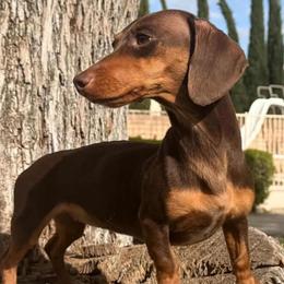Weenie - Dachshund