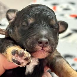 Milky Way green collar - Phantom male Poodle puppy in Lakeland, Florida from Gulfside Poodles