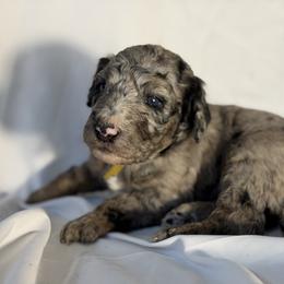 Marshmallow - Merle male Goldendoodle puppy in Windsor, Colorado from Front Range Family Doodles