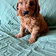 Blue - Red male Irish Doodle puppy in Bloomfield, Iowa from Schooley Doodles