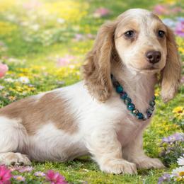 Denim - Chocolate and cream male Dachshund puppy in Lincoln, Arkansas from Red Dirt Dachshunds
