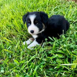 Tux - Black tri male Miniature Australian Shepherd puppy in Mount Carmel, Tennessee from Hill Top Mini Aussies