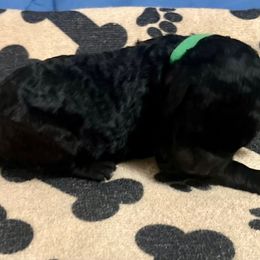 Green girl - Silver female Poodle puppy in East Wenatchee, Washington from Stylish Standards