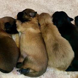 Fortune Boy - Black male Pyrenean Shepherd puppy in Ripley, Ohio from La Rive Pyr Sheps LLC