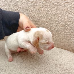 Dachshund Puppies from Magnolia Dachshunds