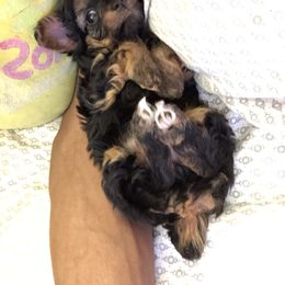 Poodle and Yorkipoo Puppies from Tuts Pups Cafe
