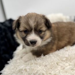 Candy-Light purple collar - Sable female Pembroke Welsh Corgi puppy in Benjamin, Utah from Nuna’s  Corgis