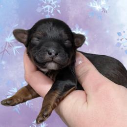 Toast - Black and tan male Yorkipoo puppy in Coshocton, Ohio from Forever Family Puppies