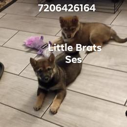Kris Sesame - Sesame male Shiba Inu puppy in Colorado Springs, Colorado from Little Brats
