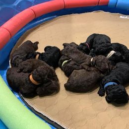 Poodle Puppies from Sturgill’s Raising the Standards