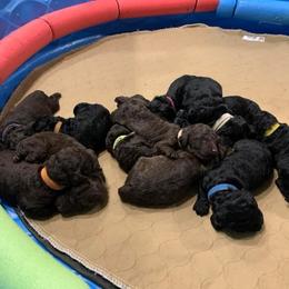 Poodle Puppies from Sturgill’s Raising the Standards