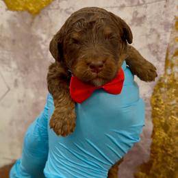 Hershey - Phantom male Bernedoodle puppy in Richmond, Texas from Harper’s Heartbeats
