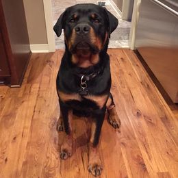 Rottweiler All Grown Up from Medieval Rottweilers