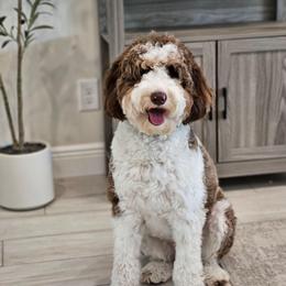 Kodi - Goldendoodle