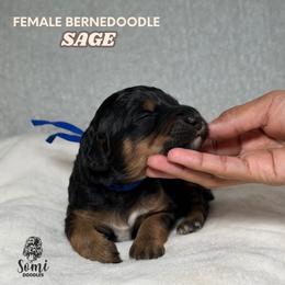 Sage (Blue Collar) - Tri-color female Bernedoodle puppy in Palmetto Bay, Florida from SOMIDOODLES