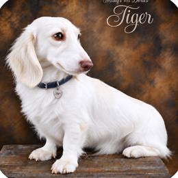 Tiger - Dachshund