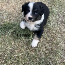 Laramie-Red - Black Australian Shepherd puppy in Guthrie, Oklahoma from Robertson’s Aussies
