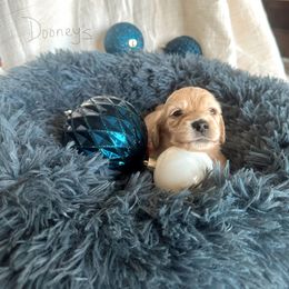 Silvermist - Cream female Dachshund puppy in Molino, Florida from Dooney's Dachshunds