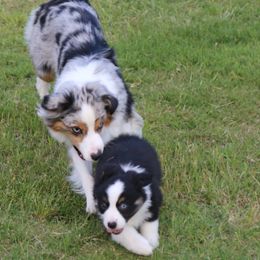 Miniature Australian Shepherd Puppies from Ridgestar Aussies