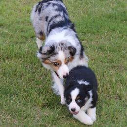 Miniature Australian Shepherd Puppies from Ridgestar Aussies