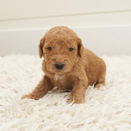 Kiara - Purple Collar - Apricot female Goldendoodle puppy in Arlington, Washington from Anderson Goldendoodles