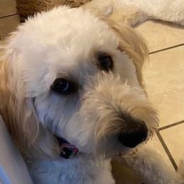Goldendoodles from Luna