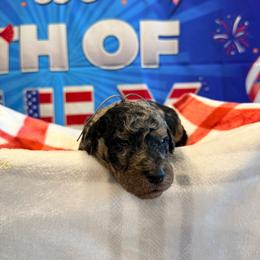 Uzbekistan - Merle male Goldendoodle puppy in Houston, Texas from Were The Mack'Doodles