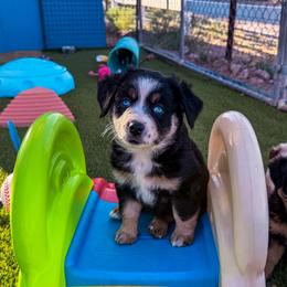 Ember - Black tri female Miniature Australian Shepherd puppy in Apache Junction, Arizona from Circle T Mini Aussies