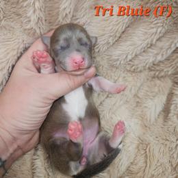 Myrtle - Blue female Pembroke Welsh Corgi puppy in Orrtanna, Pennsylvania from Mountain Top Shepherd's