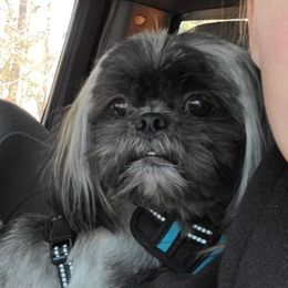 Shadow - Shih Tzu