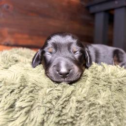 Sunny - Black and tan male Dachshund puppy in Washburn, Tennessee from Clinch Mountain Dachshunds