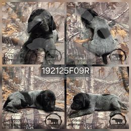 Girl 192125F09R - Black and white female German Shorthaired Pointer puppy in Moyie Springs, Idaho from Wier Farms GSP
