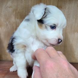 Miniature Australian Shepherd and Toy Australian Shepherd Puppies from Beasley Acres Aussies