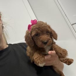 Trixie - Red  female Goldendoodle puppy in Mint Hill, North Carolina from DoodleForever