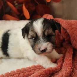Marley - Parti male Yorkshire Terrier puppy in Eastland, Texas from Peach Yorkies