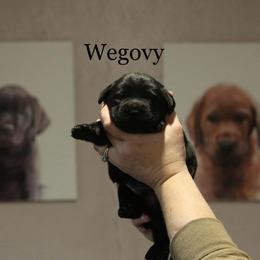 Wegovy - Black male Labrador Retriever puppy in South Lyon, Michigan from Matoskah Meadows Labradors