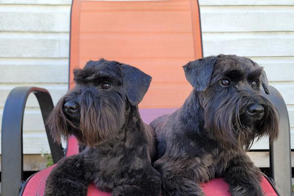 Two Miniature Schnauzers relax on a chair 