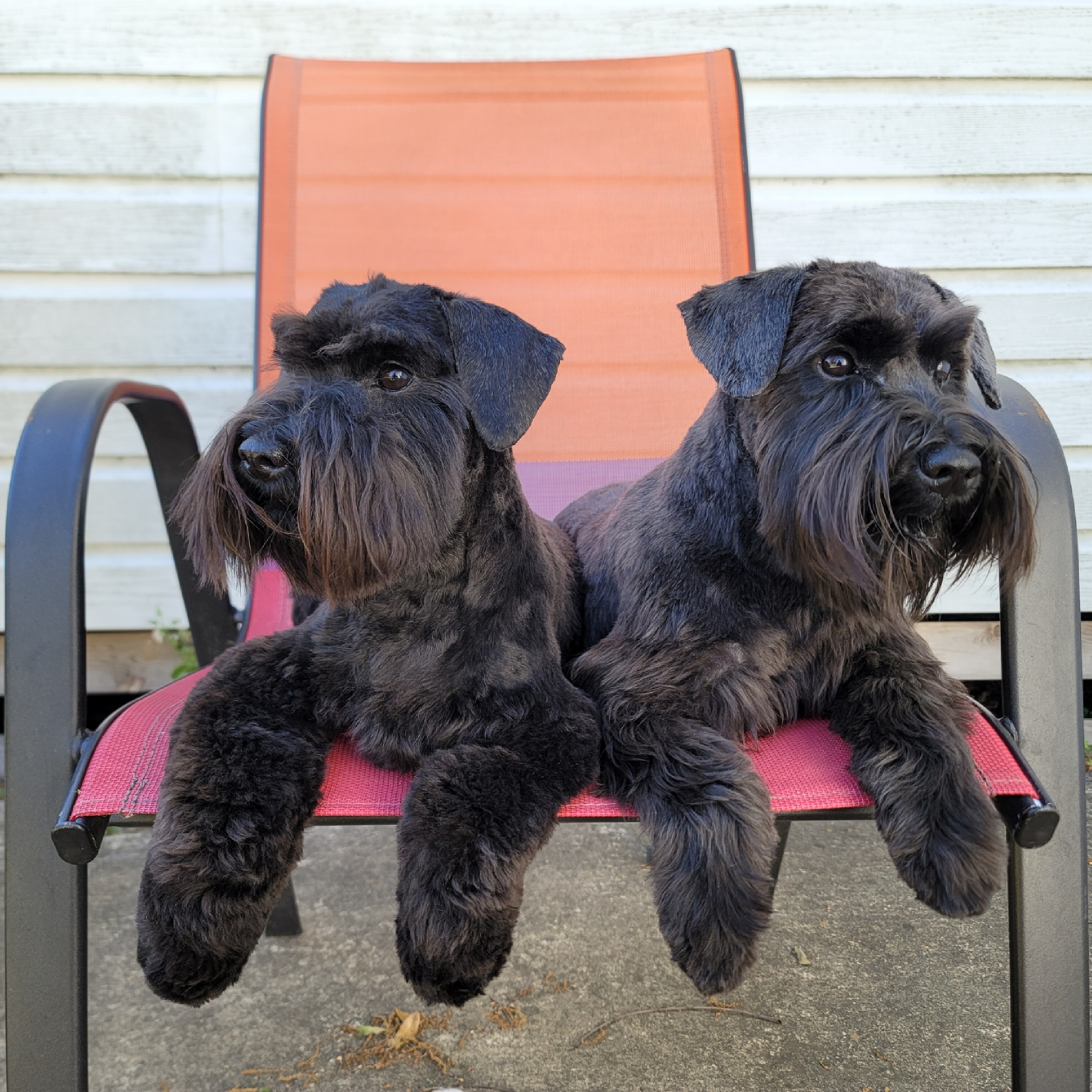 Two Miniature Schnauzers relax on a chair 