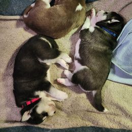 Siberian Husky Puppies from Huffman's Husky House