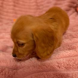 Larger ee Red Boy - Red male Dachshund puppy in Early, Texas from The Jewelry Dox
