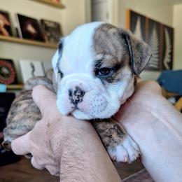 Bulldog Puppies from Gina Francis