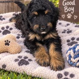 Joe - Black tri-color male Aussiedoodle puppy in Yellville, Arkansas from Ozark Mountain Doodles & Pugs