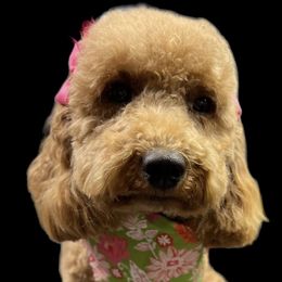 Tully - Goldendoodle