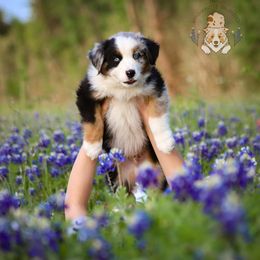 Miniature Australian Shepherd Puppies from Wigglebutts Unlimited