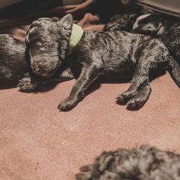 Poodle Puppies from Huckleberry Standard Poodles